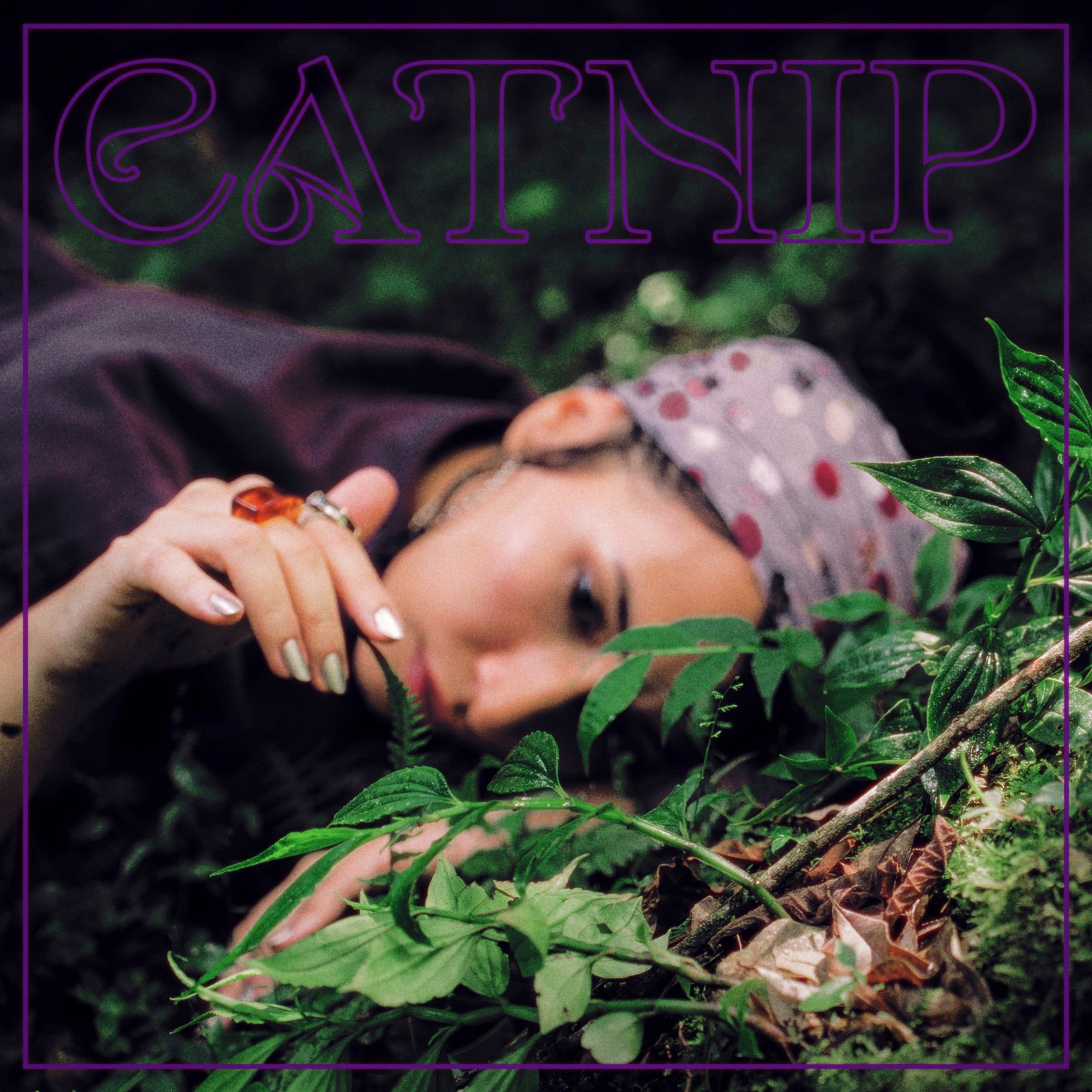 Lettié — Catnip